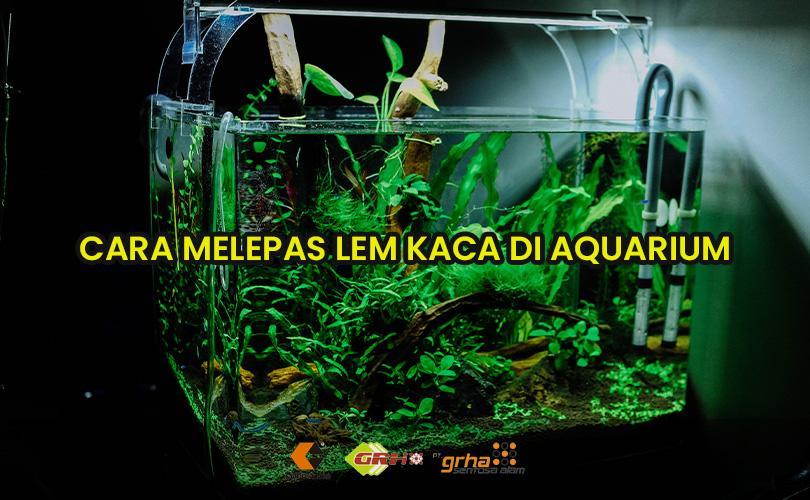Cara Melepas Lem Kaca. Cara Melepas Lem Kaca Silikon Sealant Di Aquarium