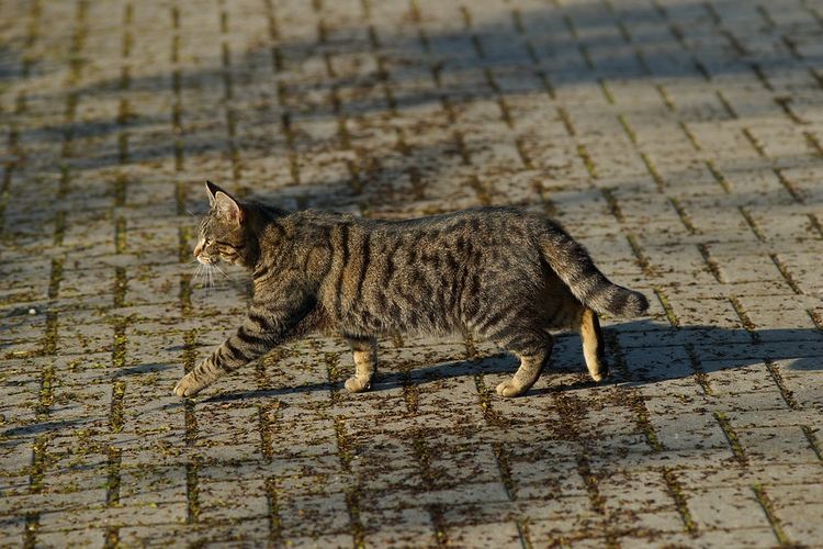 Tanda Tanda Di Jalan. Mitos Kucing Menyeberang, Bisa Tanda-tanda Baik atau Buruk