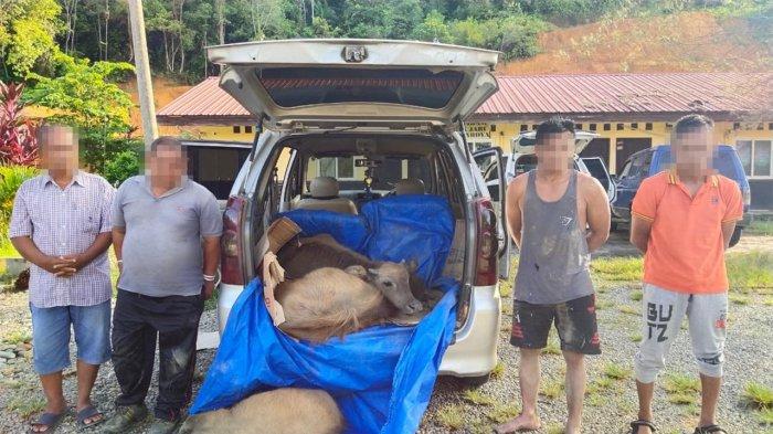 Daya Angkut Mobil Xenia. Pencuri Angkut 7 Kerbau Dengan Mobil, Innova dan Xenia