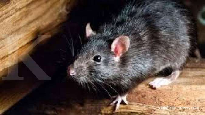Cara Menutup Plafon Bolong. Plafon rumah jadi sarang tikus? Begini cara mengusirnya