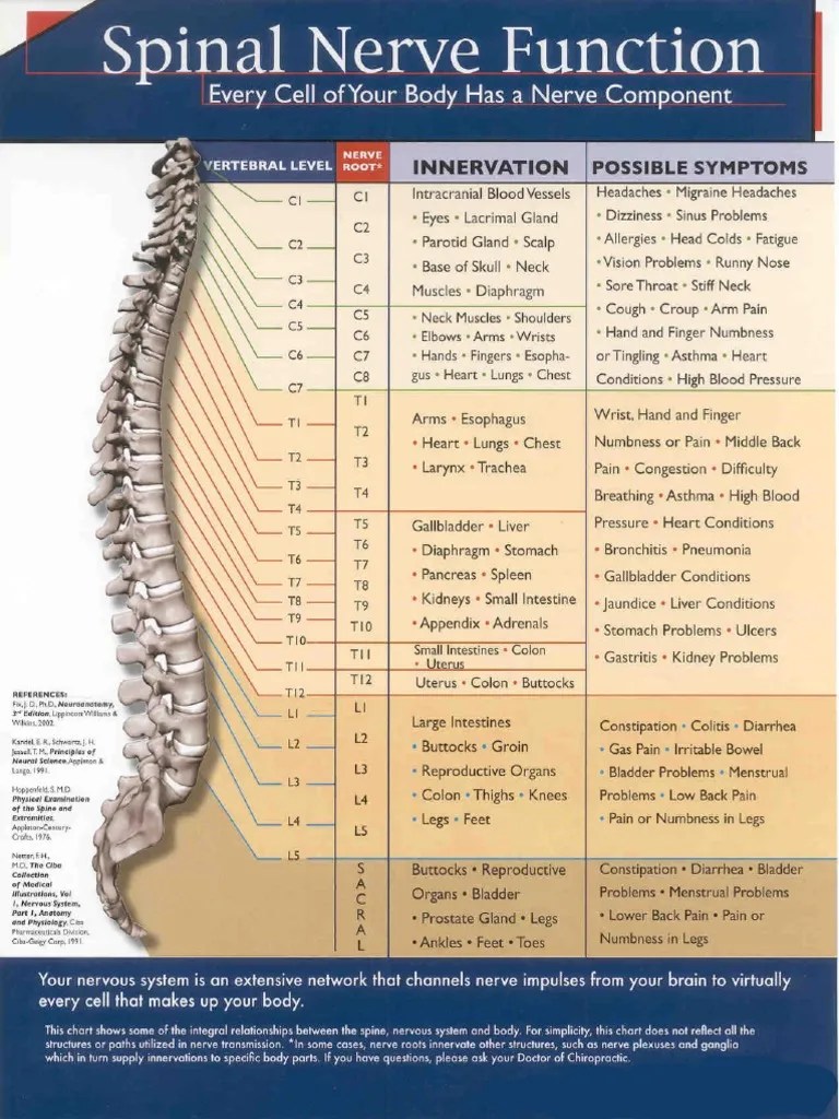 Cara Menggunakan Multimeter Digital Dt830b. Vertebral Nerve Chart 9 Images