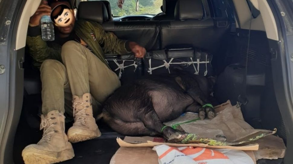 Apakah Pajero Termasuk Mobil Mewah. Citra Mewah Luntur Seketika, Pajero Cuma Jadi Pengangkut Babi di