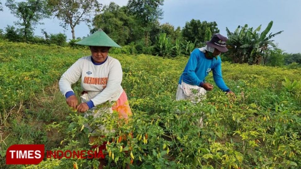 Harga Mobil Ertiga Baru Di Mojokerto. Pedasnya Harga Cabai Bikin Petani di Mojokerto Makmur, Bisa Beli