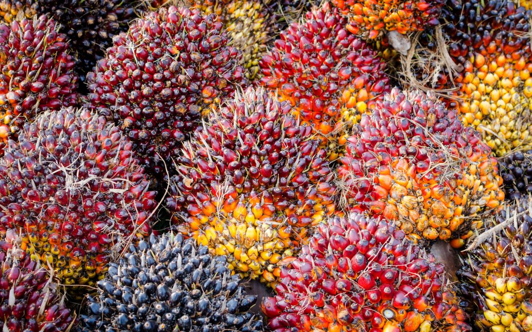 Cara Memperbaiki Super Mop Rusak. 7 Cara Memelihara Kelapa Sawit agar Berbuah Banyak