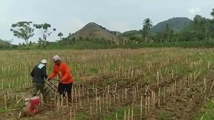 Cara Membuat Odong Odong. Cara Murah dan Cepat Tanam Jagung, Petani Boalemo Gorontalo