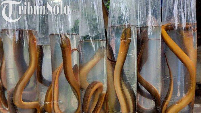 Harga Accu Bekas Per Kilo. Modalnya Cuma Aki Bekas, Pria Boyolali Ini Bisa Dapat 2 Kg Belut