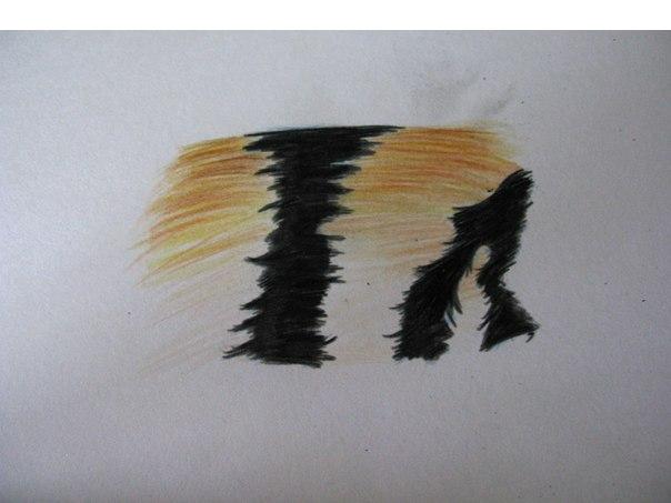 Cara Menggambar Semuanya. Cara menggambar bulu harimau dengan pensil warna