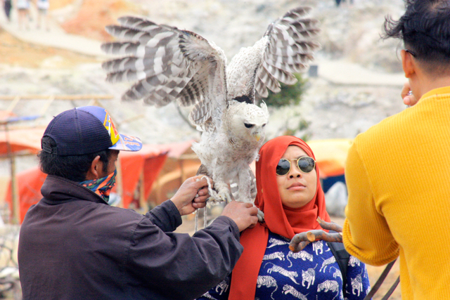 Foto Dalam Mobil Siang Hari. Ketika Burung Hantu Layani Sesi Foto Siang Hari di Wisata Dieng